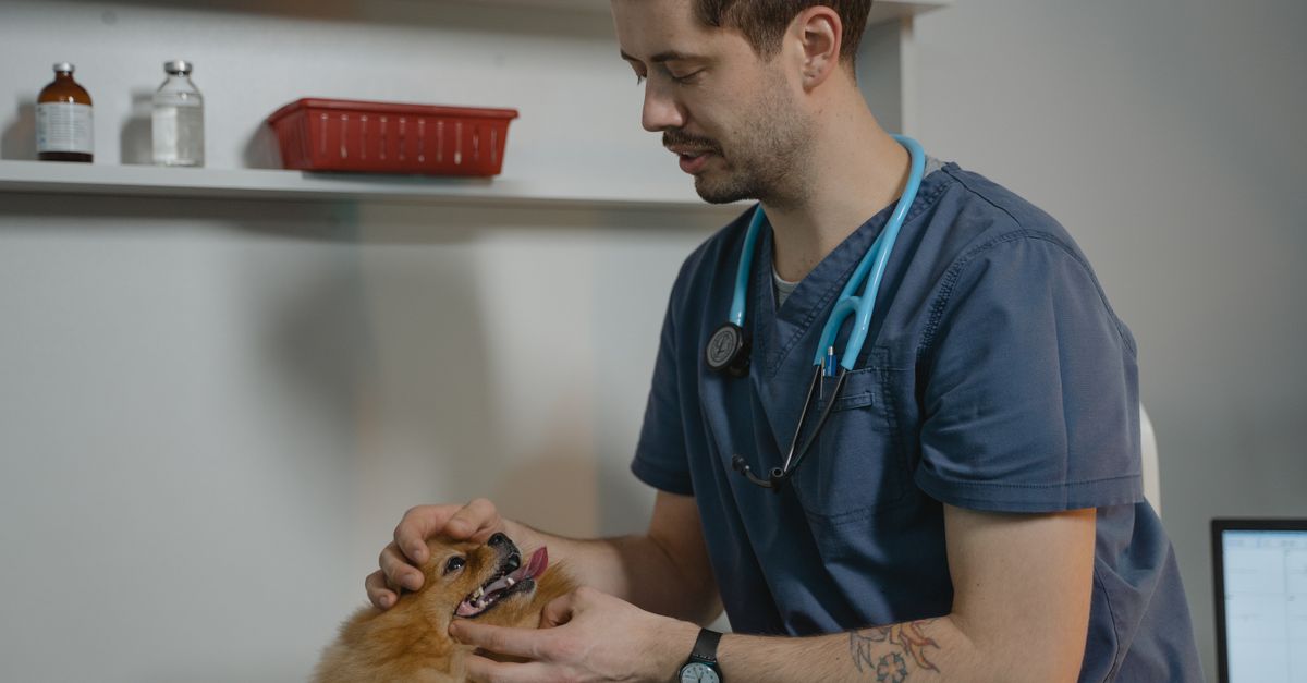 動物病院で獣医師が犬を診察し、飼い主がそばで見守る様子